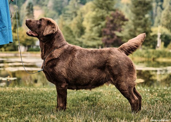 Epoch labradors cheap
