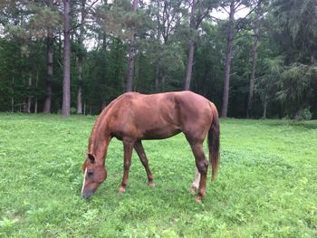 Stormy recovering after losing her foal and battling a uterine infection.
