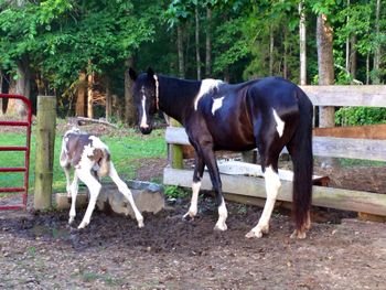 Bella and Jewel. 06/15/14
