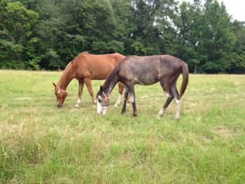Coco and Mona enjoying the new pasture
