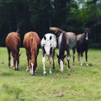 Like a Mafia....Led by the youngest member of the herd
