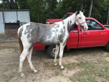 Jewel at 15 months
