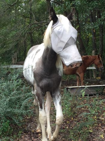 Jewel sportin' her fly mask. She gets sunburn so terribly
