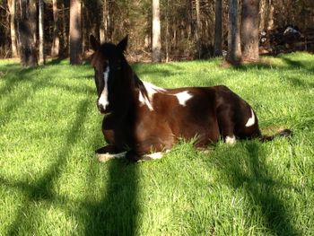 Bella in 2013. 7 months pregnant and taking a load off...
