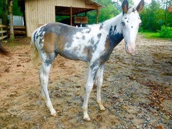 August 2014. Jewel is changing colors. Those eyes are still just as piercing!
