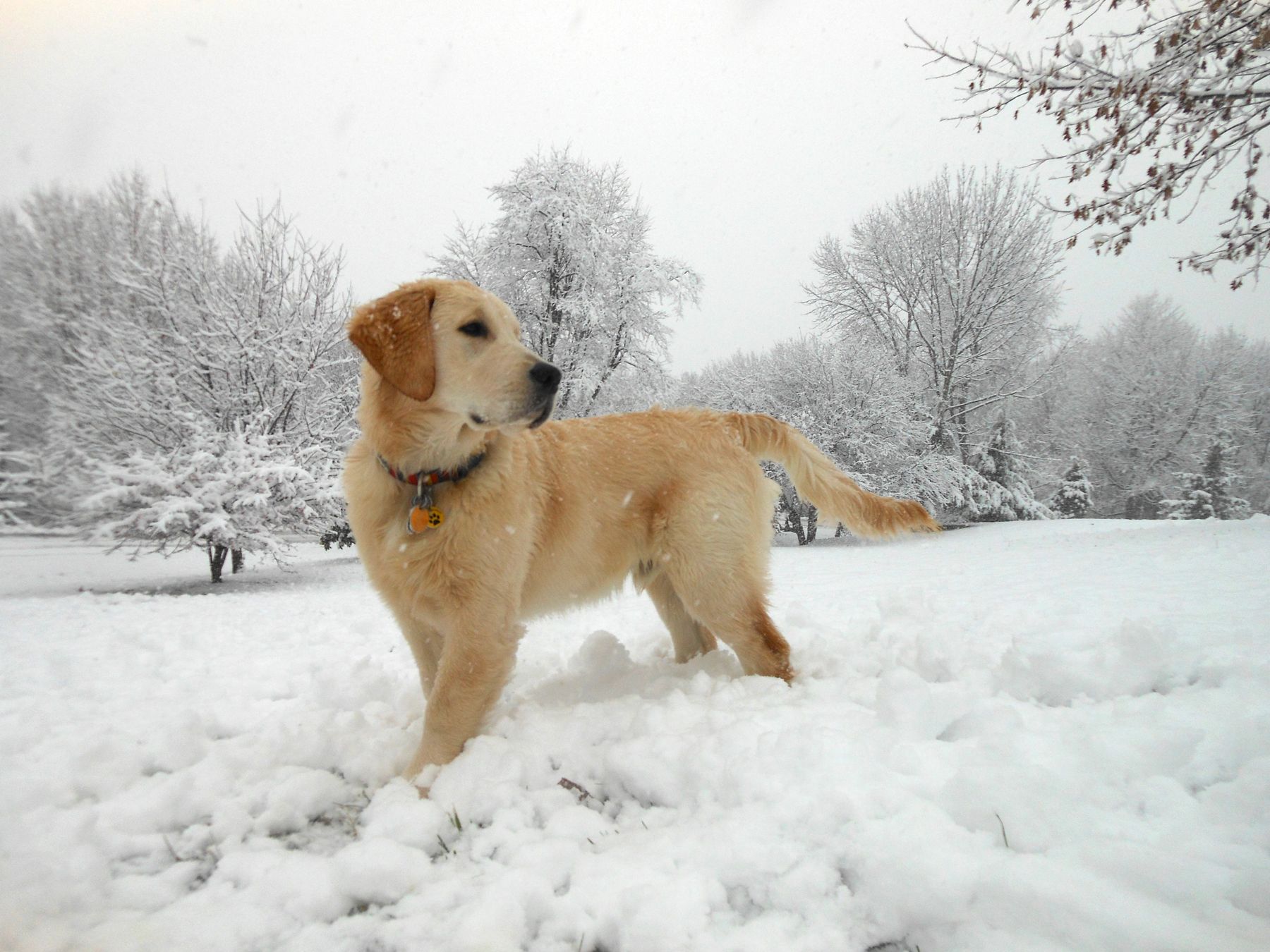 Honey Brook Goldens