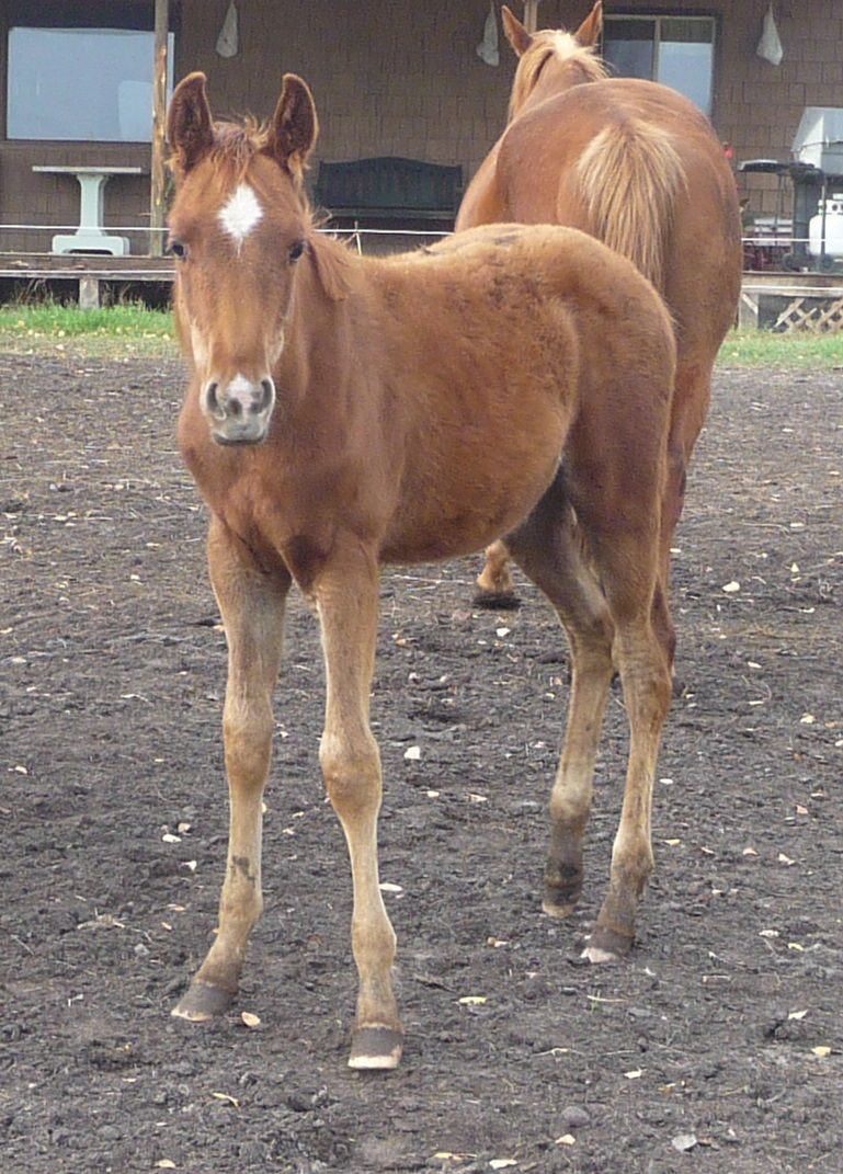 2019 Sorrel colt out of Spookabella
