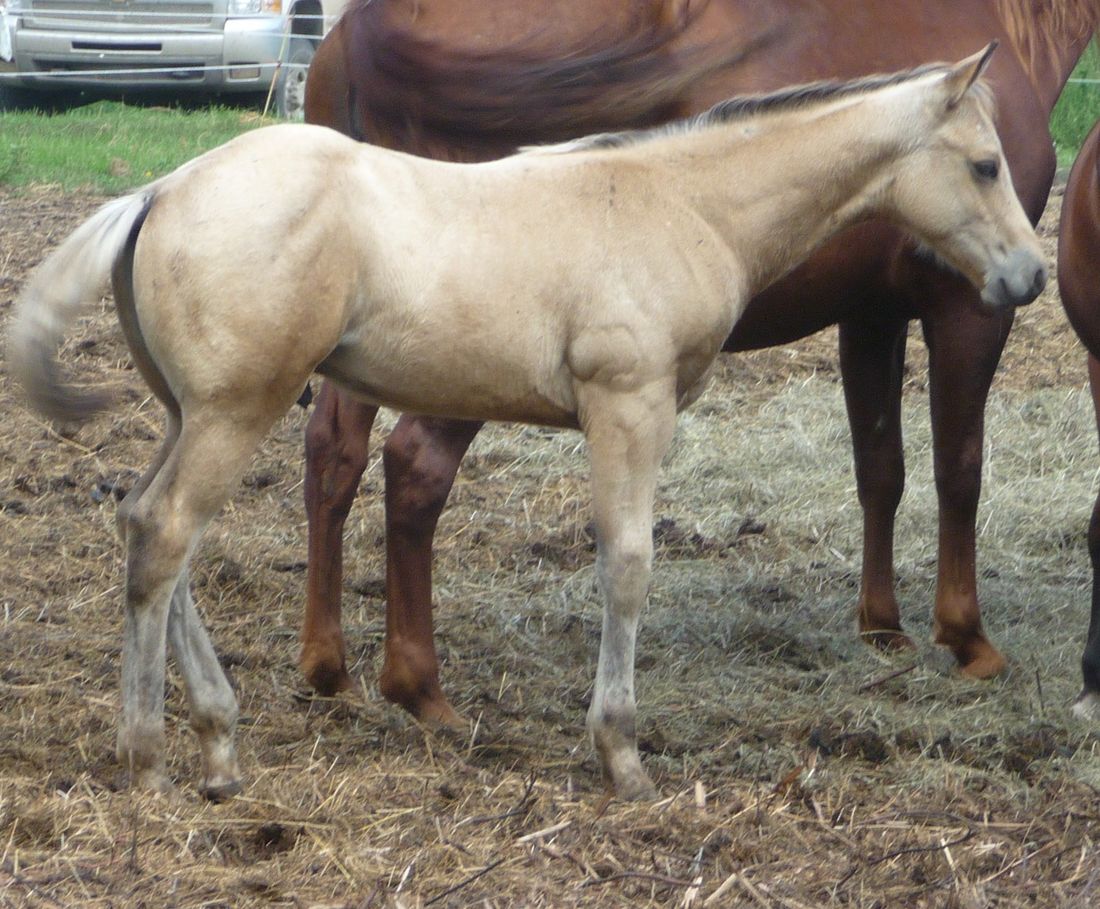 2016 buckskin colt out of Miss Badgers West
