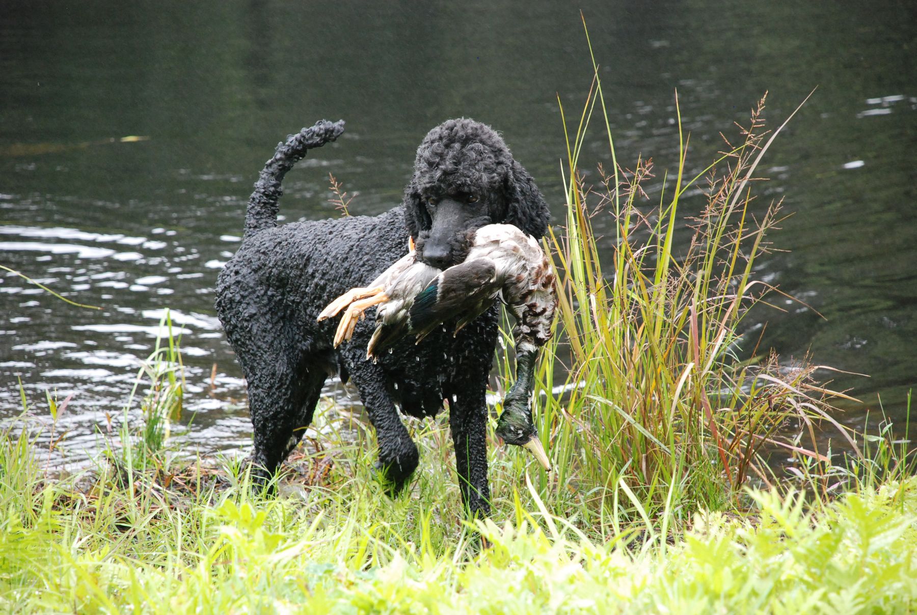 Standard poodle working store dog