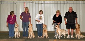 Bendon Goldens Family Picture Coach x Nessie.  From left, Zen, Figment, Sparkle, Bella and Coach grandson, Ben
