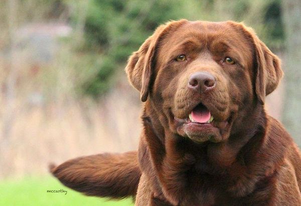 English chocolate lab for sale sale