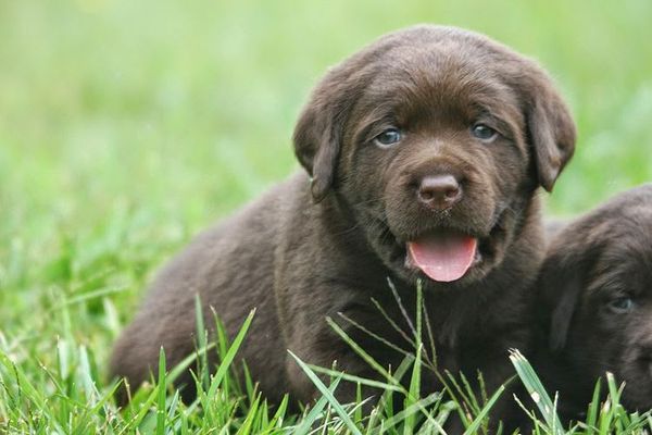 Labrador puppy starter on sale food