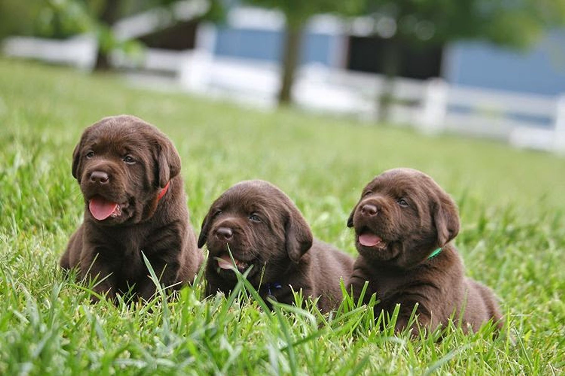 Cherryacre Labradors - Allie
