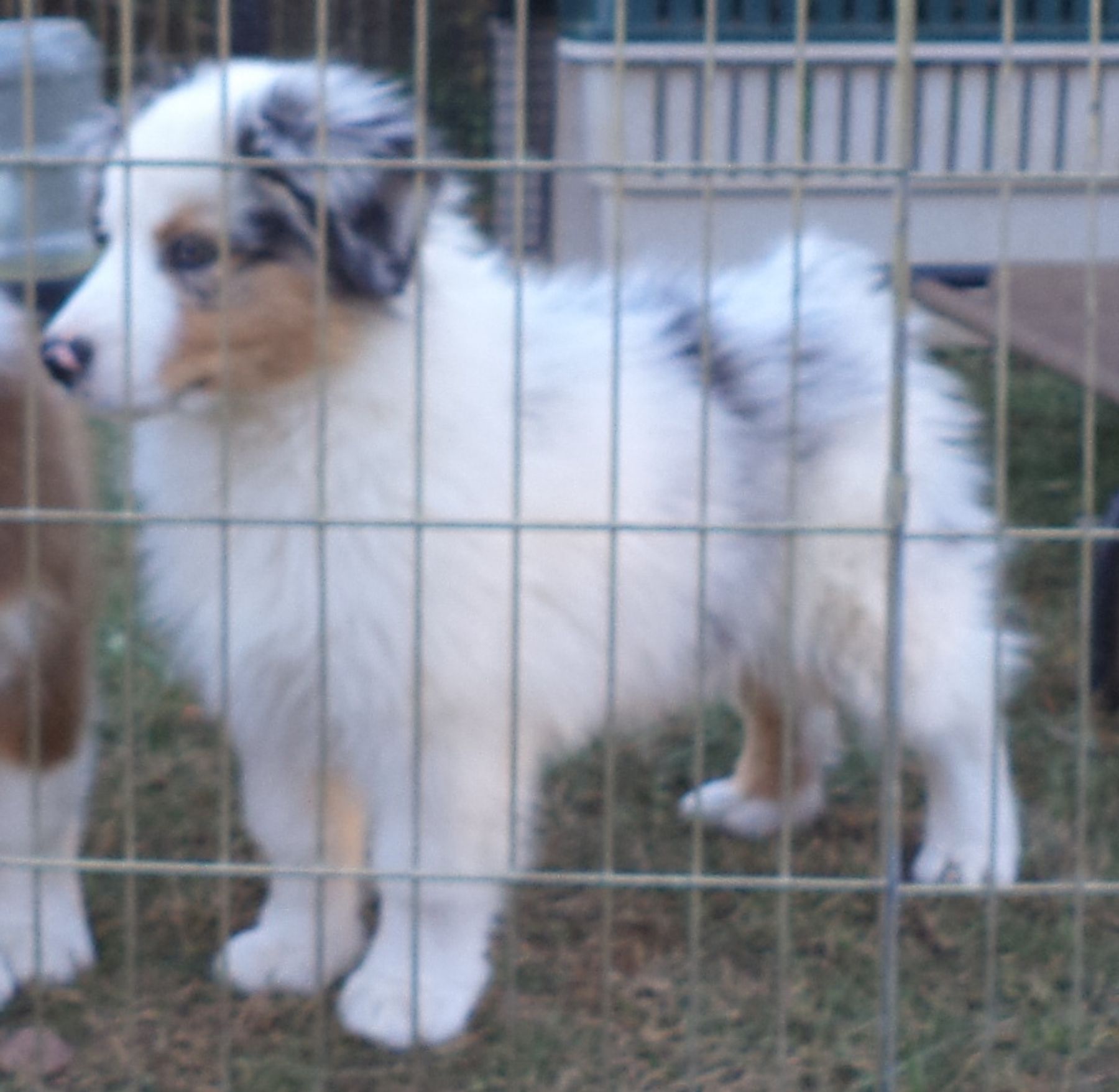 Australian 2024 shepherd cavalier