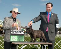 Best of Breed Bucks County Kennel Club May 2014