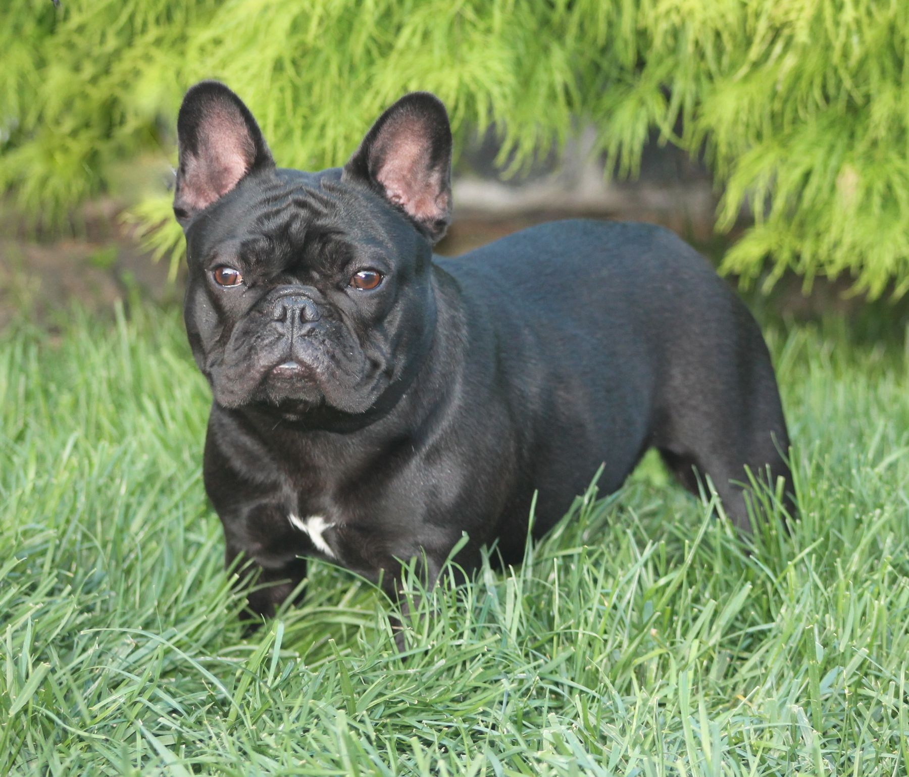 Dwarf french hot sale bulldog