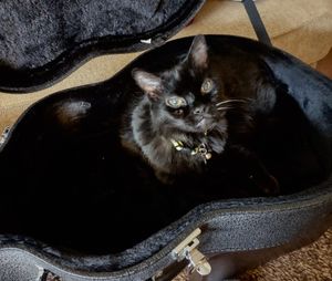 Our baby. She loves hanging out in my guitar case!
