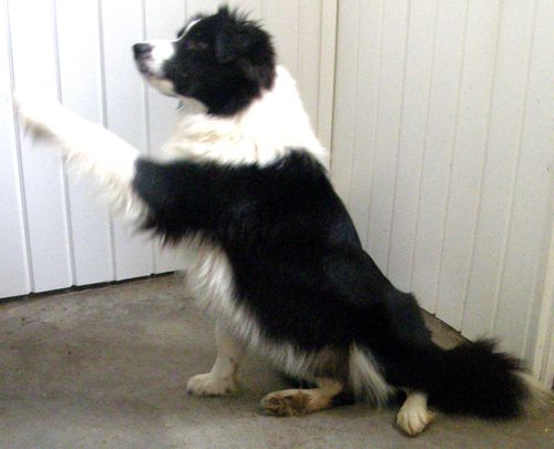 Hollowshot clearance border collies