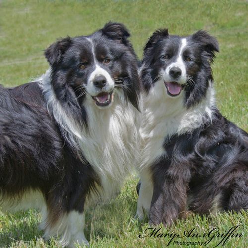 Show border discount collie breeders