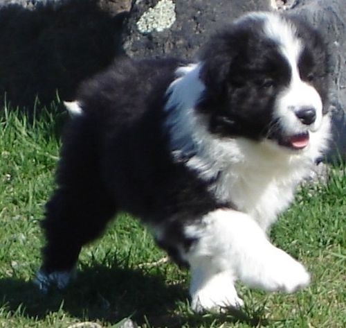 White and black puppy running