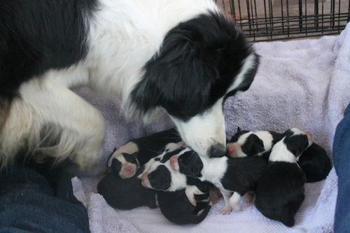 Border Collie dog sniffing litter of puppies