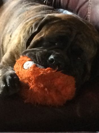 Roxy
