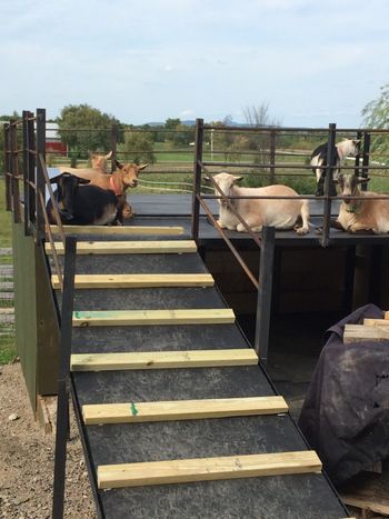 Steve's goats
