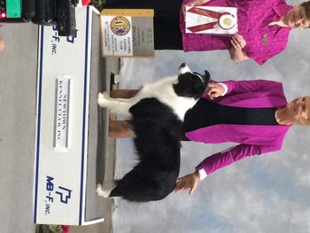 GCH Ch Willowbrook Devil Wears Prada  NF

