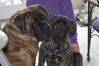 Roxy and Vamp
