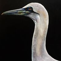 Gannet - SOLD