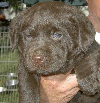 Labraschnauzer Sunnydaze Labradors - Photo Gallery