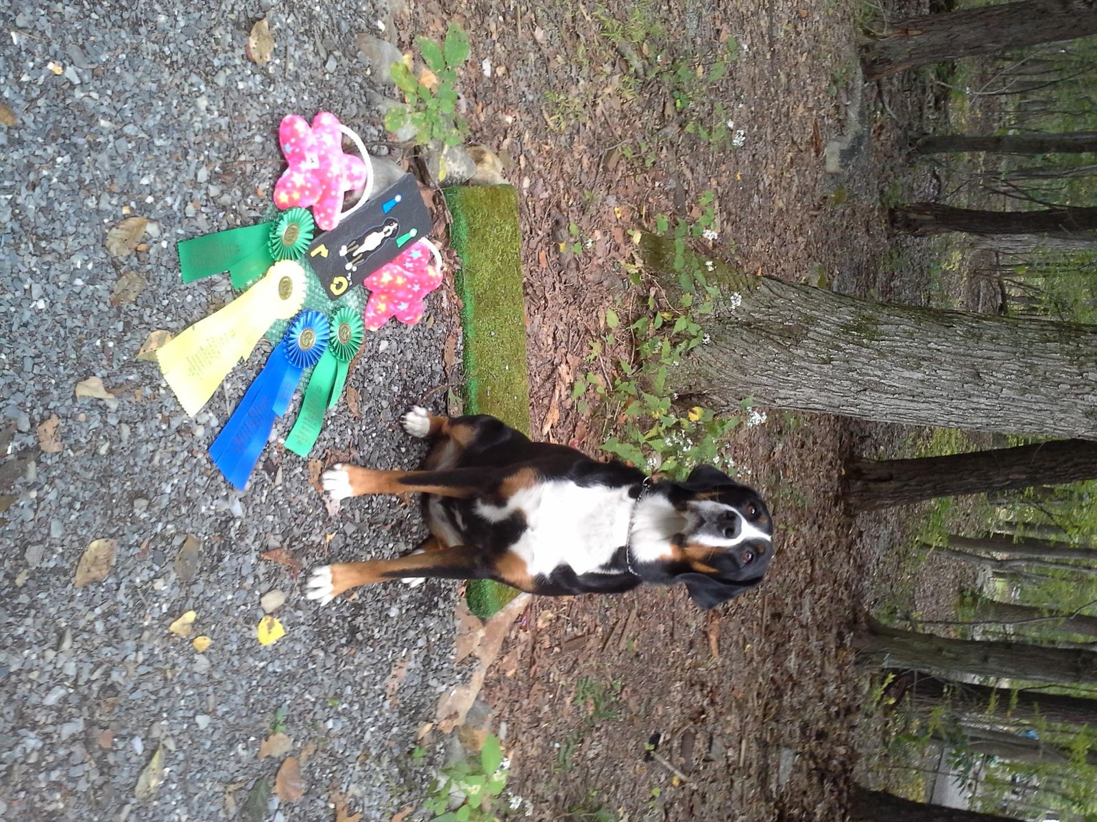 Helena Montana Kennel Club Promoting responsible dog ownership through