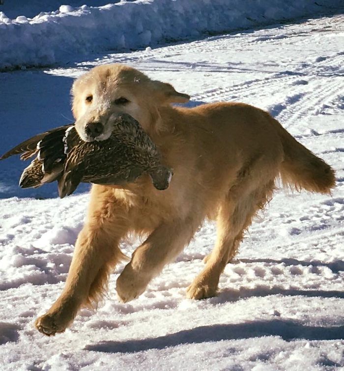 Helena Montana Kennel Club Promoting responsible dog ownership through