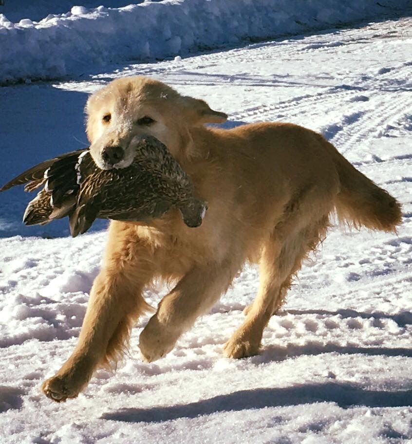 Helena Montana Kennel Club Promoting responsible dog ownership through