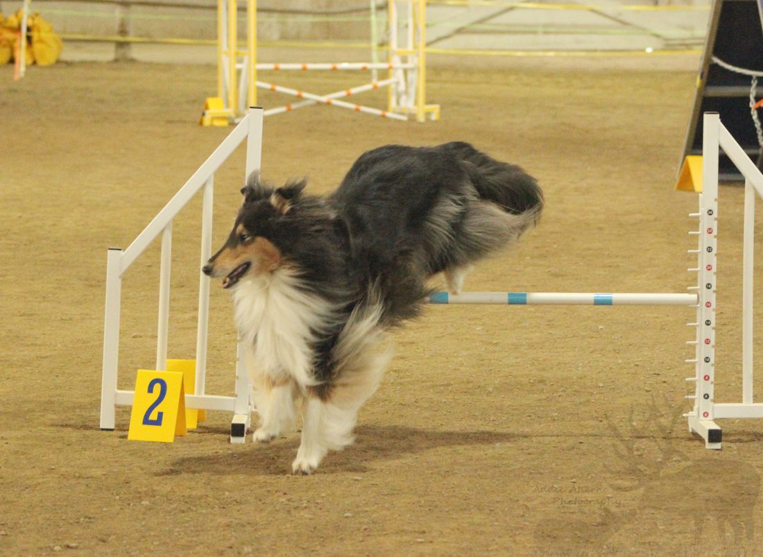 Helena Montana Kennel Club Promoting responsible dog ownership through