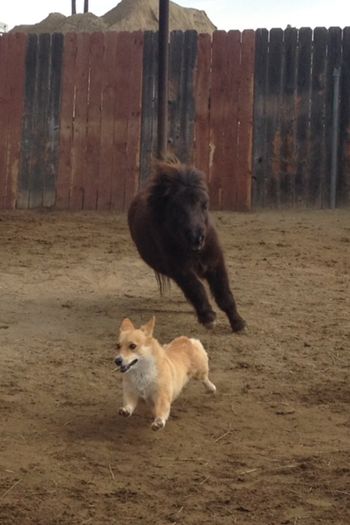 Dutch herding Sookie
