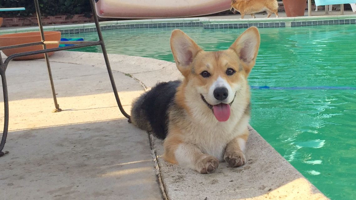 JXK 1:3 Scale Welsh Corgi Pembroke Model Magician Dog