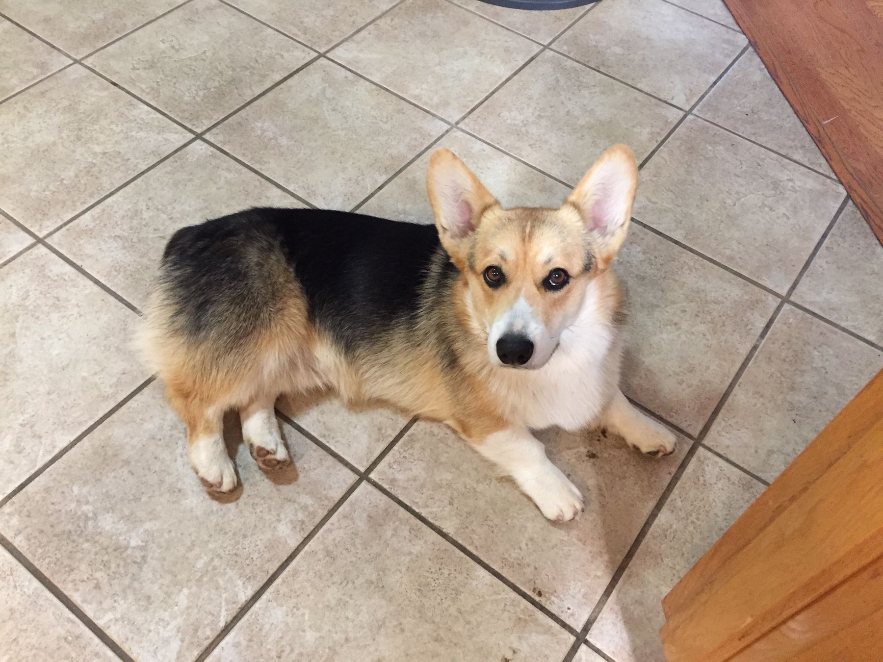 お歳暮 人気 Cal So Corgis Axl - 模型製作用品