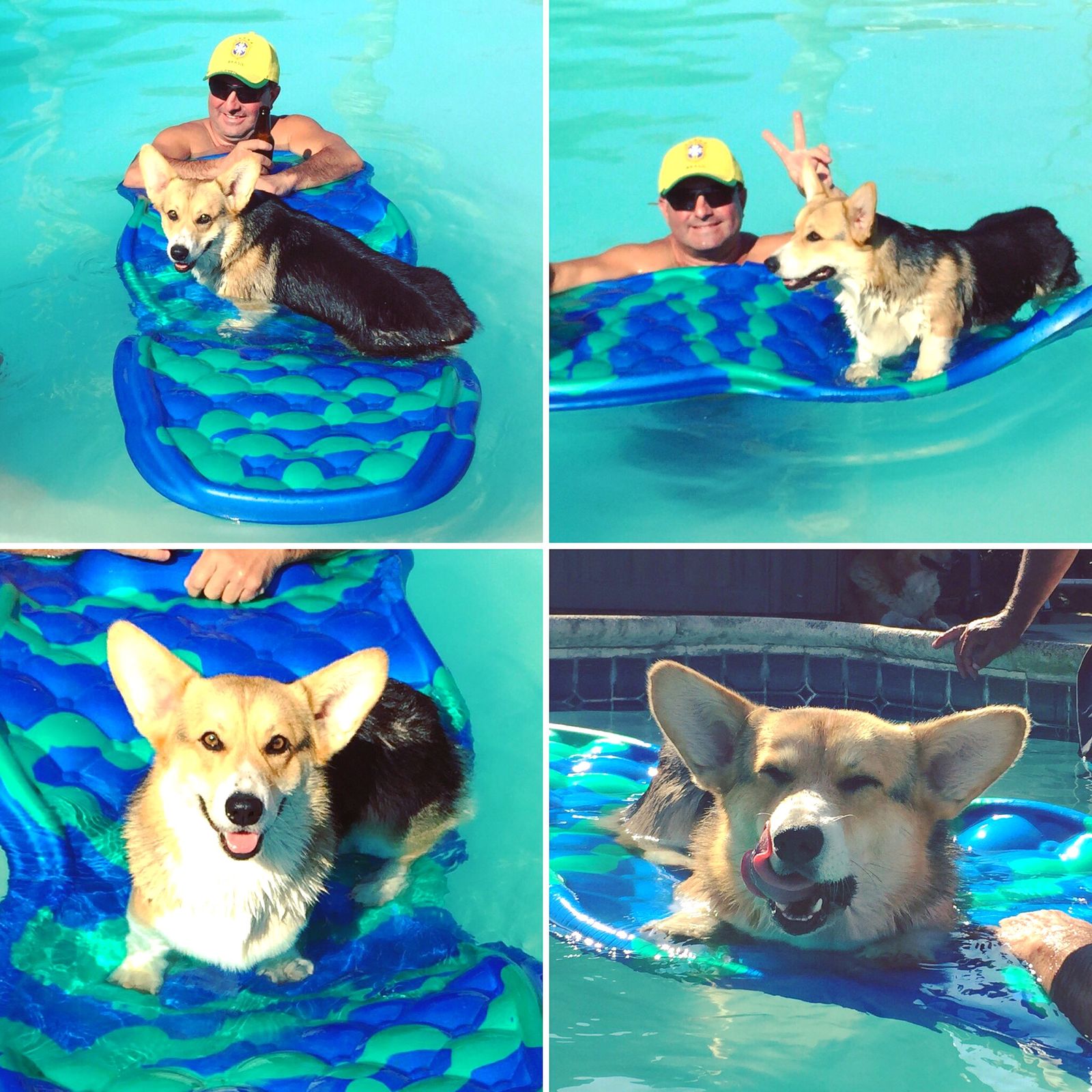 So Cal Corgis - Axl