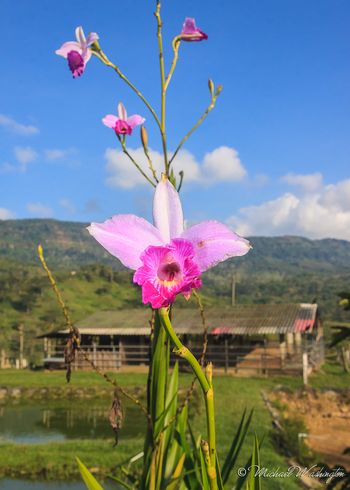 Purple Farm Flower
