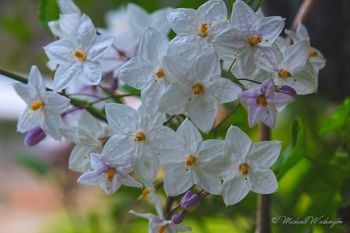 Welcoming Flowers
