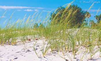 Grass In The Wind
