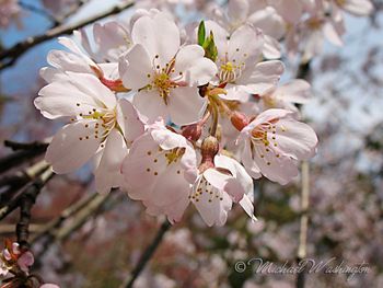 Pink Blossoms
