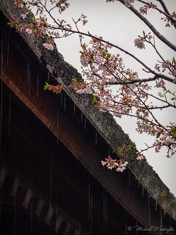 Sakura In Rain
