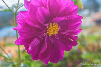 Dahlia Flower In Gachancipá
