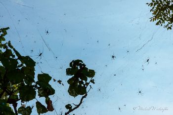 Spiders At Jimbaran Beach
