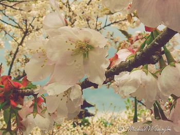 Late Blossoms
