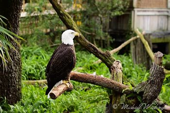 Bald Eagle
