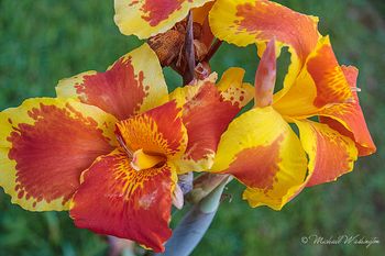 Flowers of Santander
