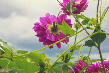 Purple Dahlias At Sunrise
